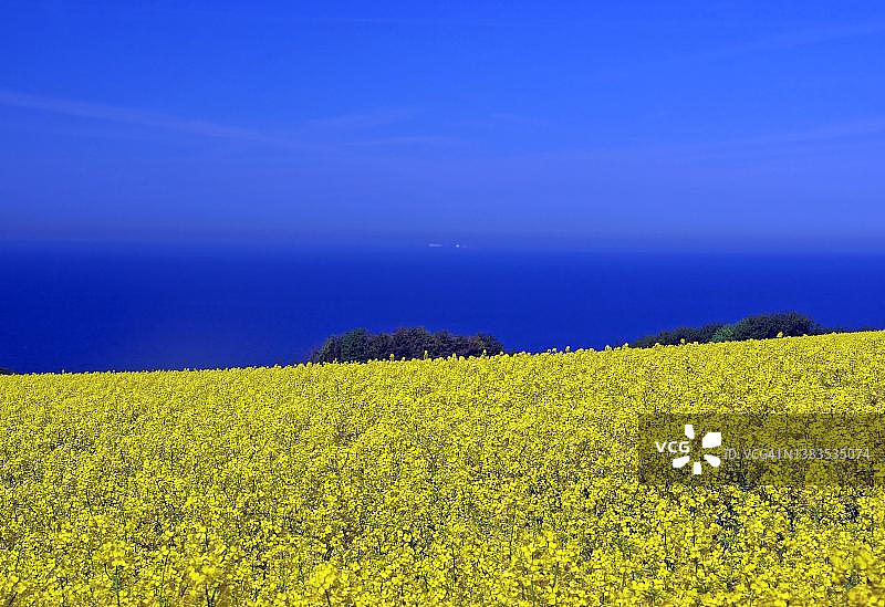 蓝天和黄色油菜花田图片素材