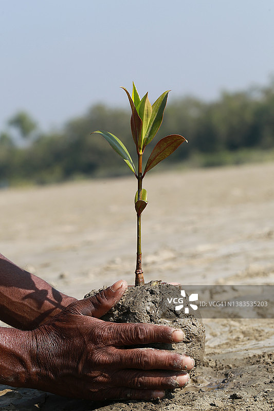 种植红树图片素材