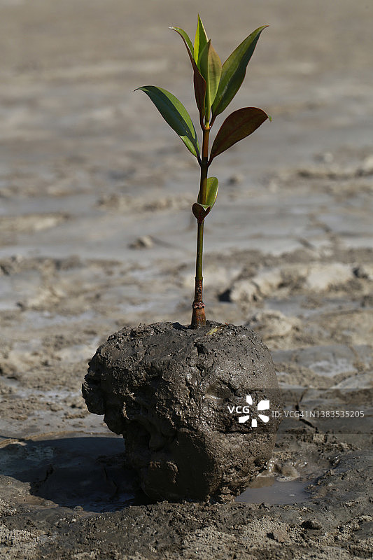 种植红树林树图片素材