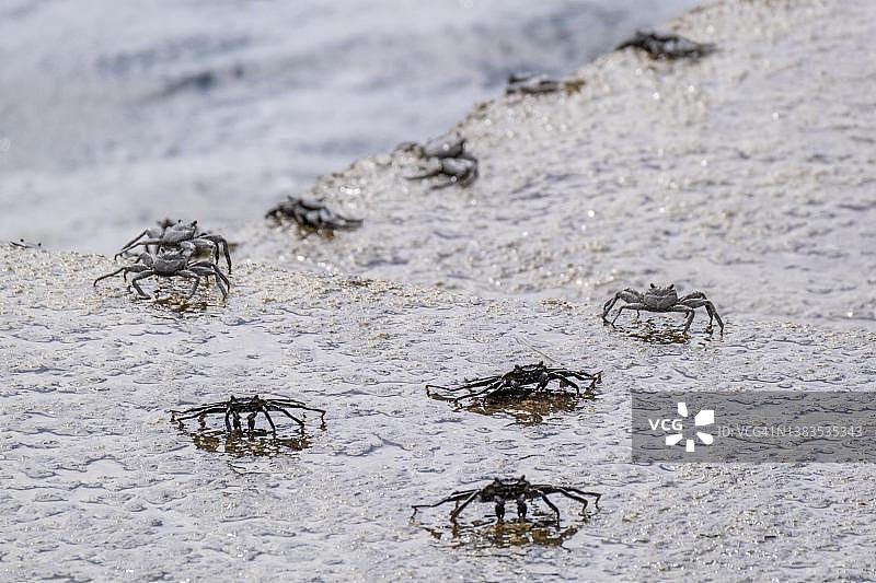 葡萄牙马德拉岛的红岩蟹图片素材