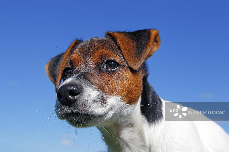 年轻的杰克罗素梗犬幼犬，动物肖像，雄性犬，德国石勒苏益格-荷尔斯泰因图片素材