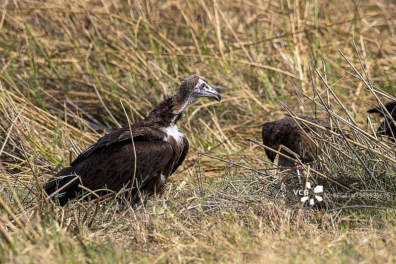 非洲秃鹫，博茨瓦纳莫雷米野生动物保护区图片素材