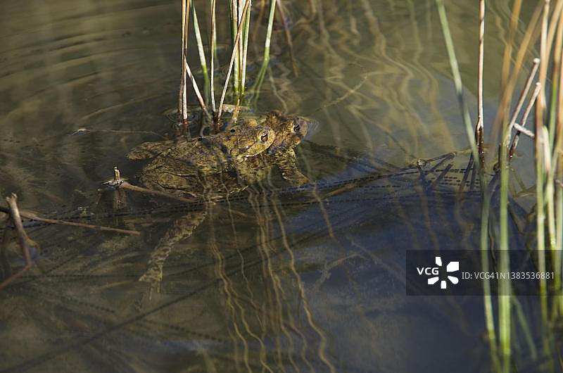 瑞士索洛图恩州池塘中产卵的普通蟾蜍图片素材