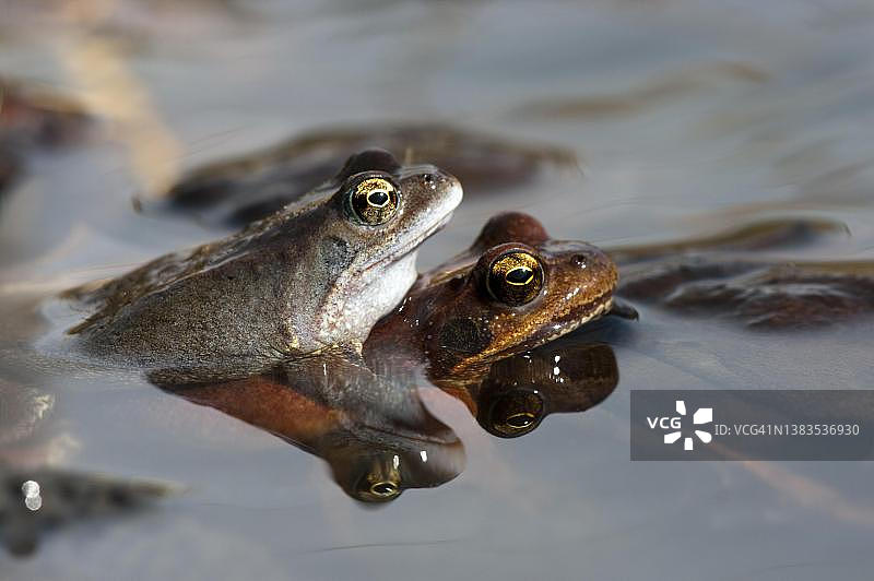 普通青蛙在产卵季节图片素材