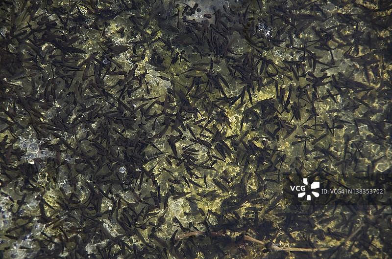 正在变态的普通青蛙幼虫图片素材