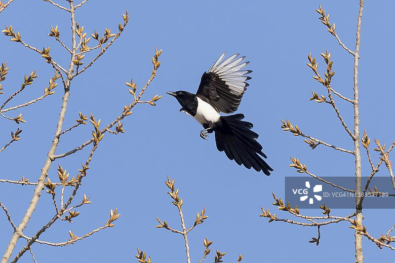 接近树枝的欧亚喜鹊，德国黑森州图片素材