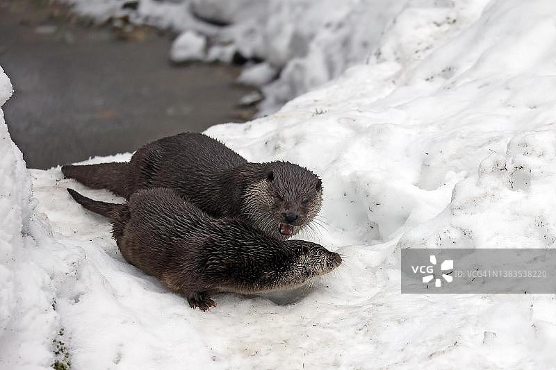 欧洲水獭，德国巴伐利亚森林国家公园图片素材