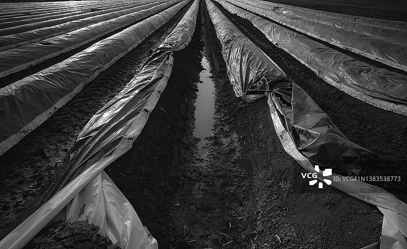 黑色箔纸防止紫色和绿色芦笋头，控制收获开始，芦笋田，黑白，傍晚的光线，在德国斯图加特附近的施米登田图片素材