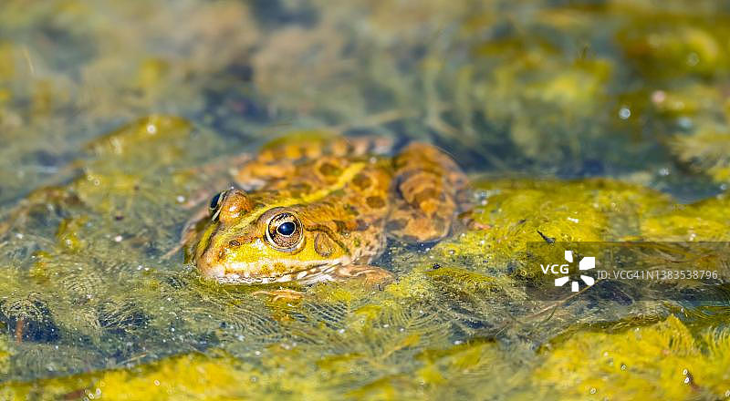 瑞士苏黎世植物园水生植物上的水蛙图片素材
