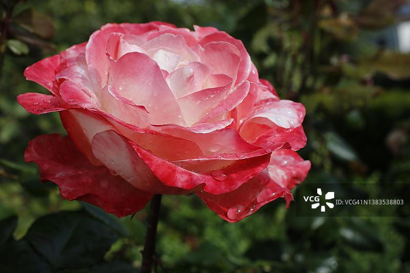 德国带雨滴的粉色灌木月季图片素材