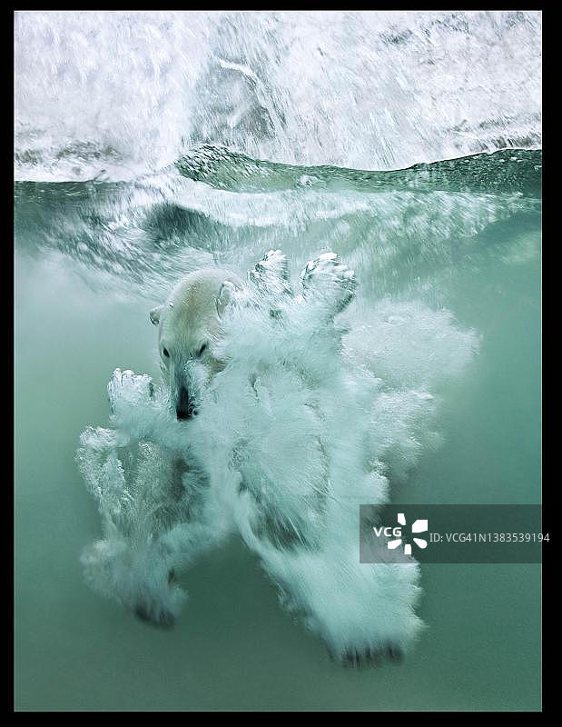 慕尼黑海拉布伦动物园北极熊潜入水中，德国图片素材