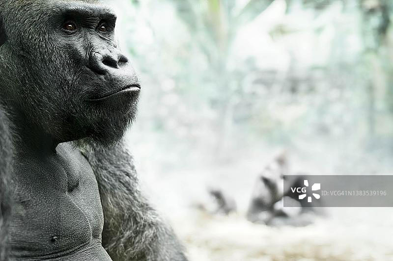 德国慕尼黑地狱动物园 enclosure 内的猩猩图片素材