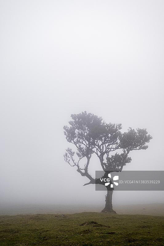 葡萄牙马德拉岛的月桂树森林图片素材