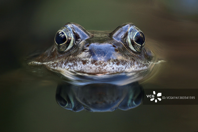 普通青蛙图片素材