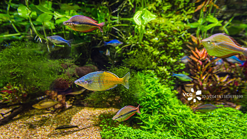 家庭水族箱中色彩斑斓的彩虹鱼群图片素材