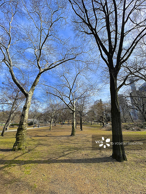 纽约中央公园三月的光秃秃的树木图片素材