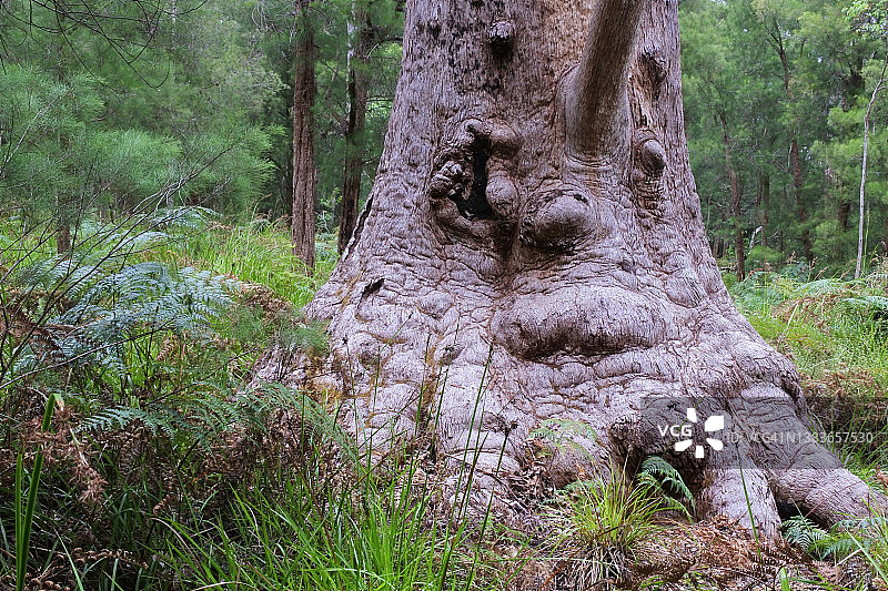 西澳大利亚森林中的桉树图片素材