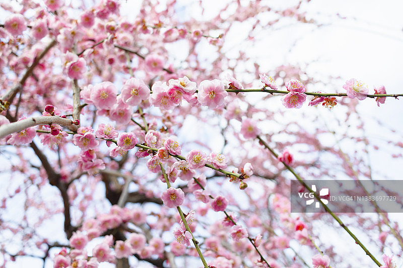 垂枝日本梅花图片素材