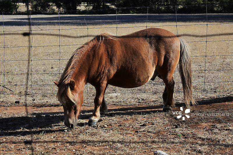 农场里的小矮马图片素材