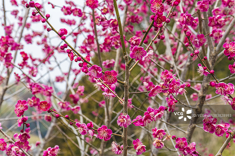 早春粉色梅花图片素材