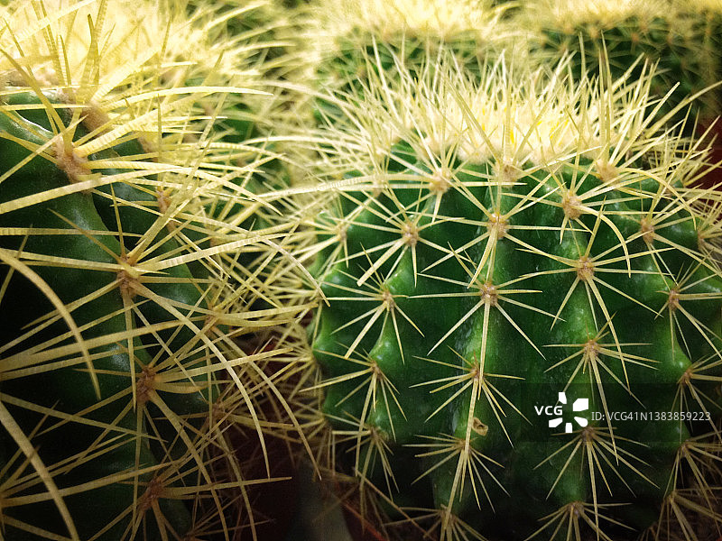 桶形仙人掌植物图片素材