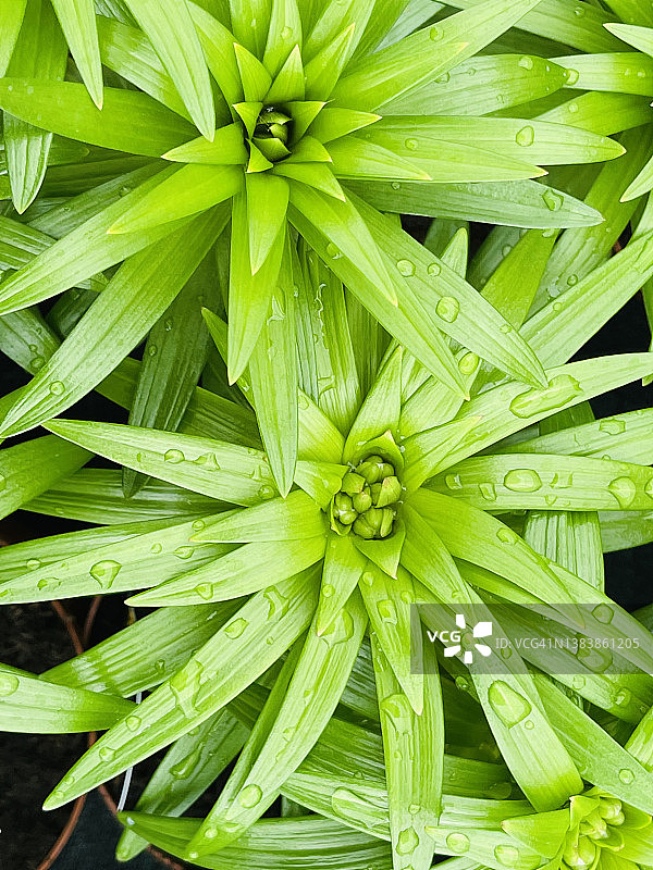 含苞待放的复活节百合花（Lilium longiflorum）特写图片素材