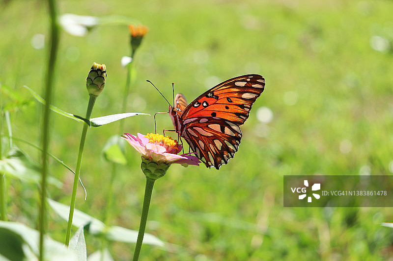 帝王蝶与粉色花朵图片素材
