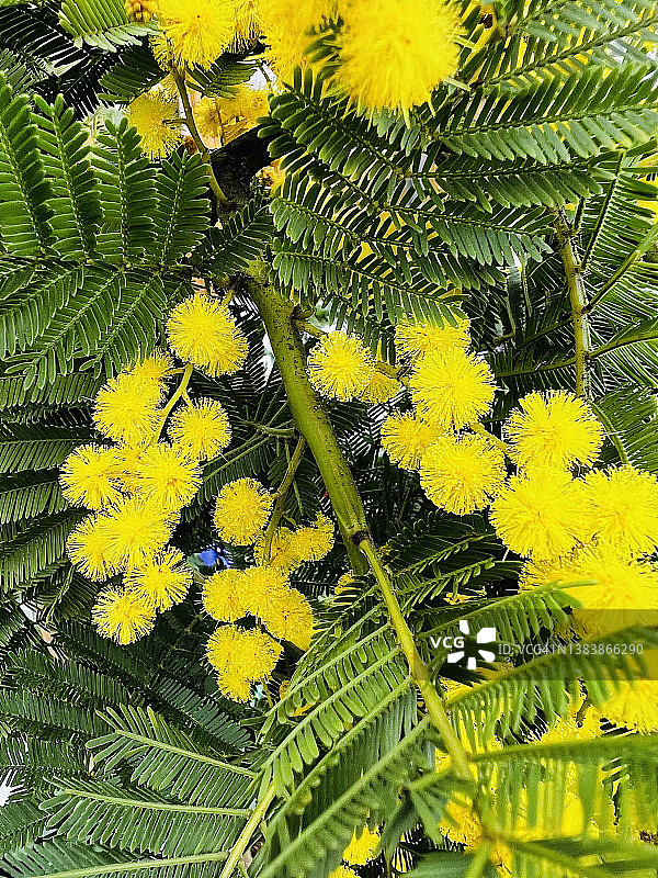 盛开的银荆花（相思树）特写图片素材