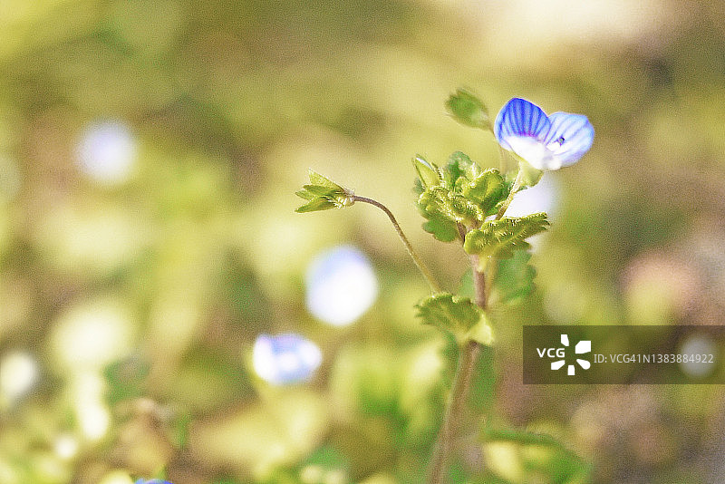 波斯婆婆纳微距摄影图片素材