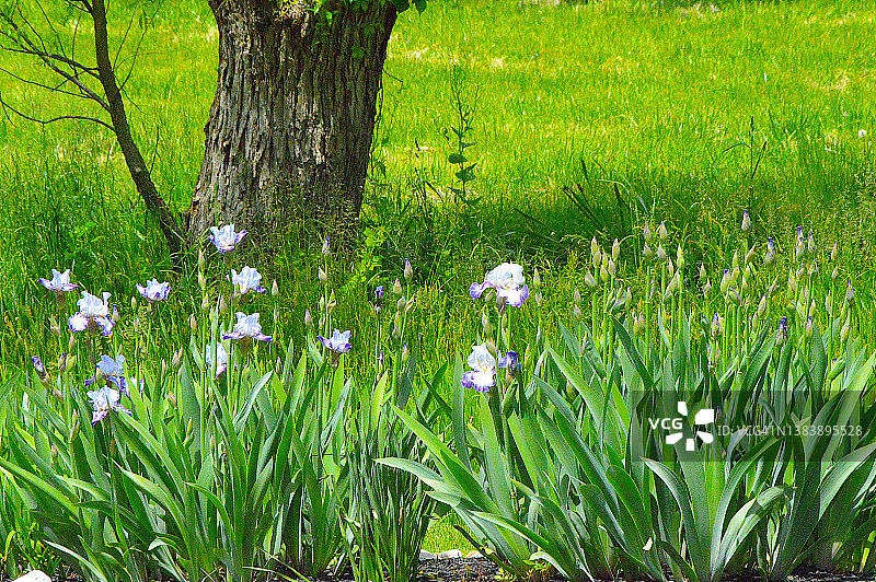 鸢尾花图片素材