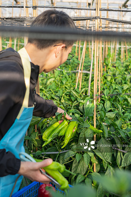 在温室里采摘成熟青椒的亚裔男人图片素材