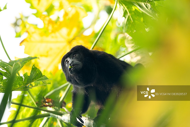 番木瓜树上的吼猴图片素材