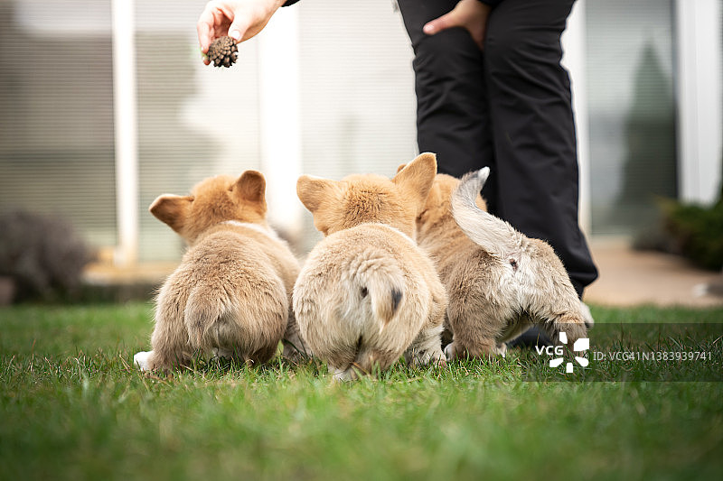 和小狗们玩耍图片素材