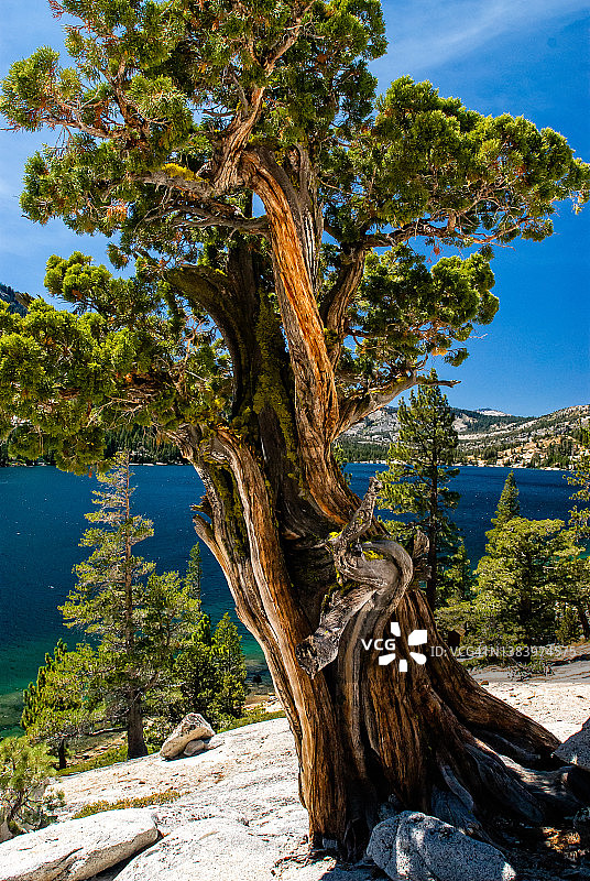 加利福尼亚回声湖的内华达刺柏图片素材