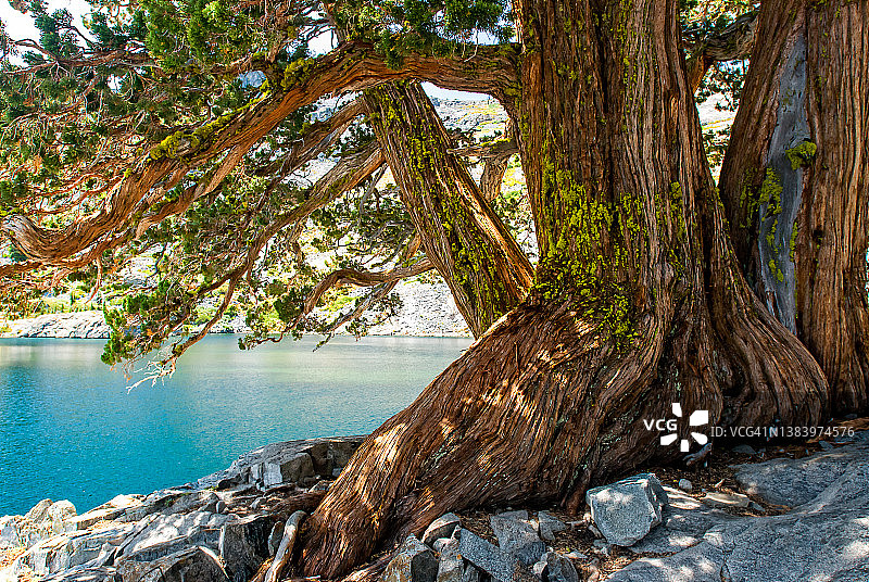 荒凉的内华达山脉圆柏树图片素材