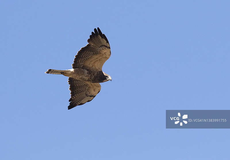斯温森氏鹰图片素材