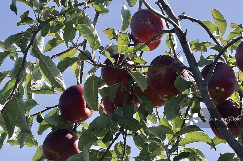 果树上生长的苹果图片素材