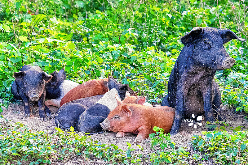 在乡村自由漫步的猪和猪仔图片素材
