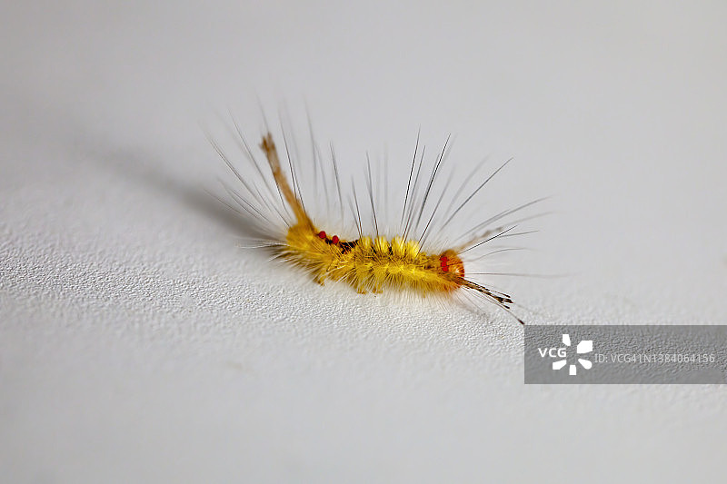 白纹灯蛾毛毛虫图片素材