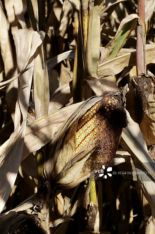 待收割的玉米作物干图片素材