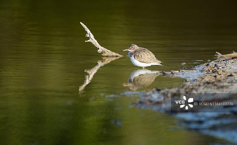 涉水的鹬图片素材
