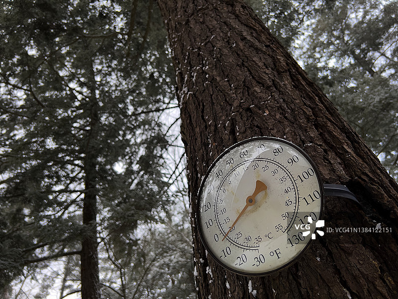 零下温度的松树上的温度计图片素材