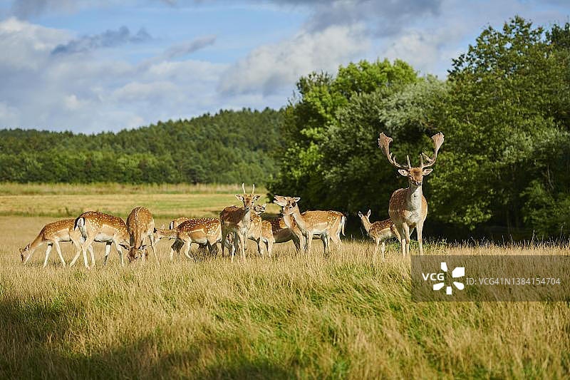 草地上的欧洲黇鹿图片素材