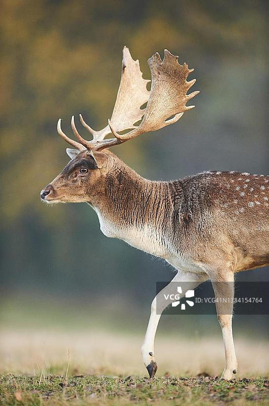 欧洲黇鹿在秋季的草甸上，德国巴伐利亚图片素材
