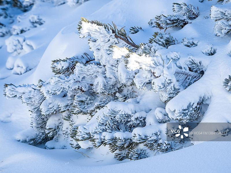被雪覆盖的山松（Pinus mugo），位于奥地利上奥地利州萨尔茨卡默古特克里彭施泰因图片素材