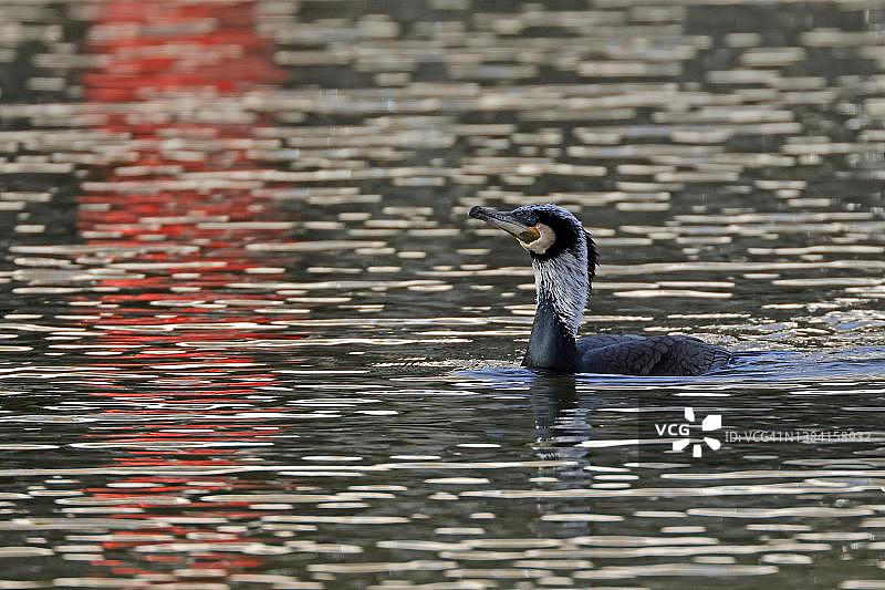 普通鸬鹚（Phalacrocorax carbo），游泳，野生动物，德国图片素材