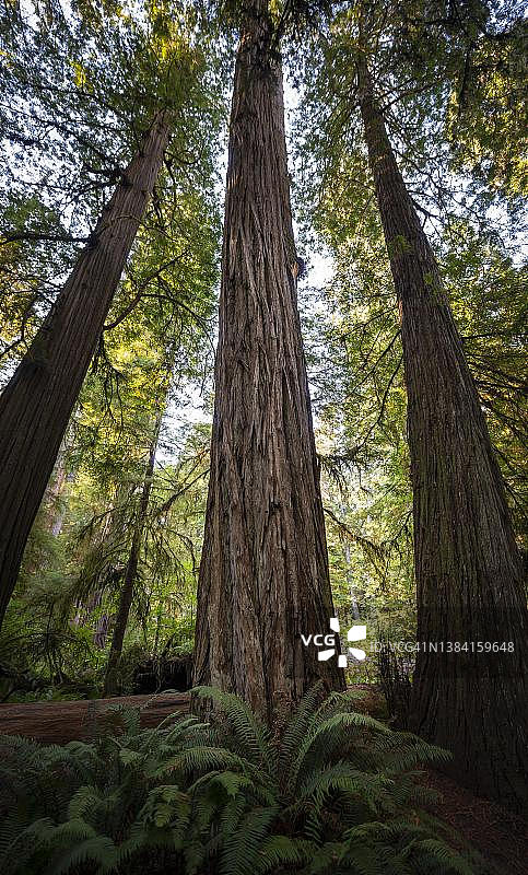 海岸红杉（Sequoia sempervirens），森林，蕨类植物和茂密的植被，美国加利福尼亚州杰迪代亚·史密斯红杉州立公园，辛普森-里德步道图片素材