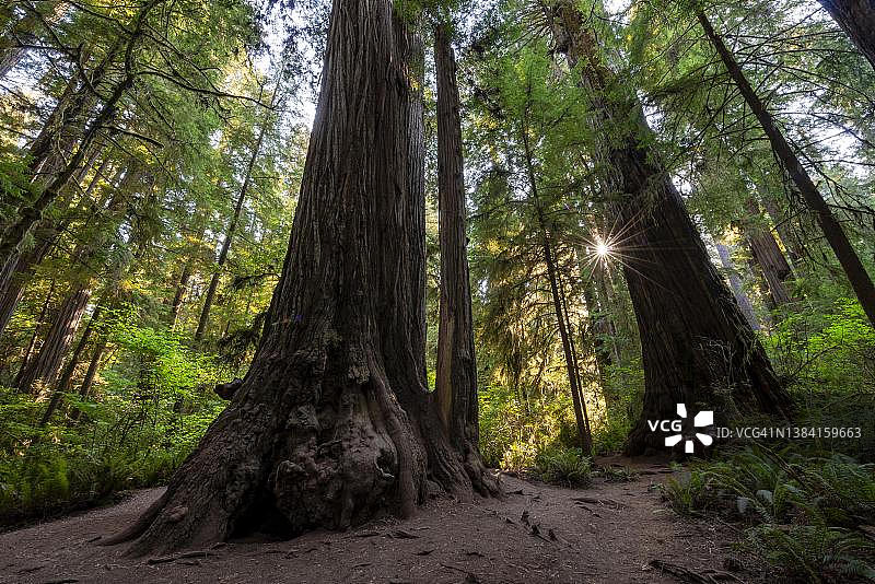 美国加州海岸红杉森林景观图片素材