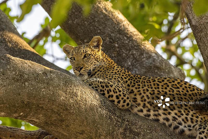 非洲豹（学名：Panthera pardus），栖息在吊灯树上，博茨瓦纳莫雷米野生动物保护区图片素材