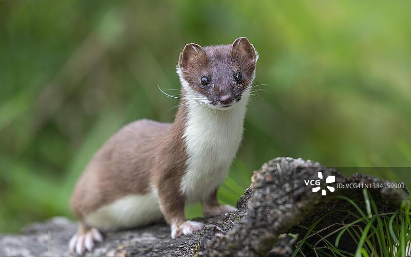 在老树根上的白鼬（Mustela erminea），圈养，德国图片素材